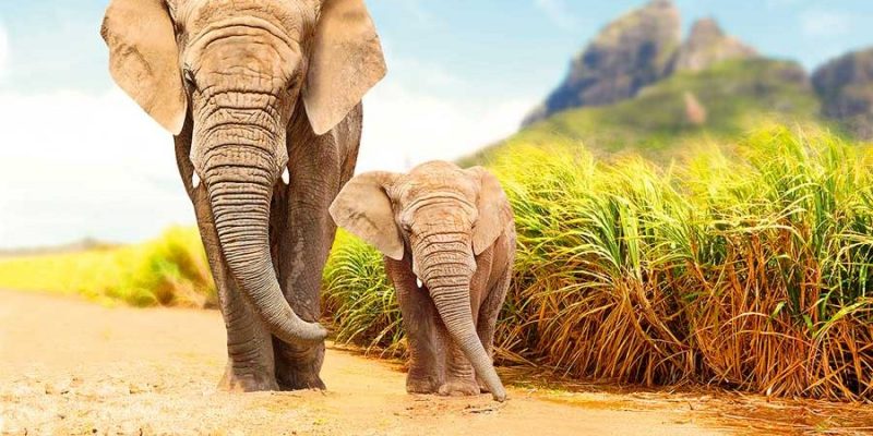 boulevard-hannover-airport-suedafrika-safari-elefanten