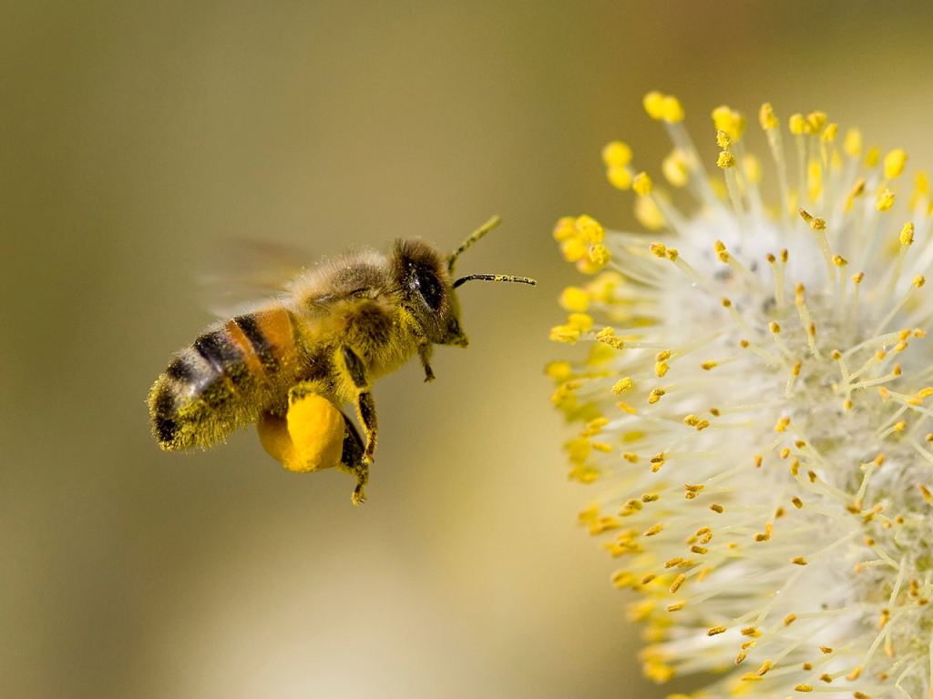 Eine Biene bestäubt eine Blüte.