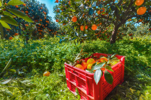 Orangenernte auf Sizilien. Rote Kiste mit geernteten Orangen im Vordergrund.