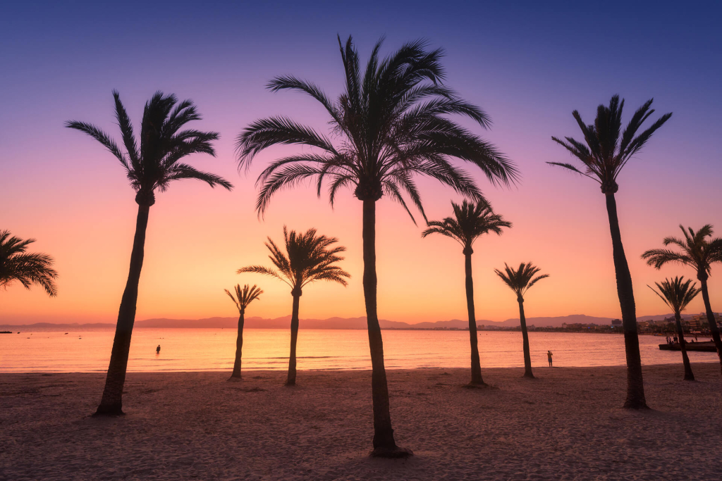 Palmenformation im Sonnenuntergang am Strand eines mallorquinischen Badeortes.