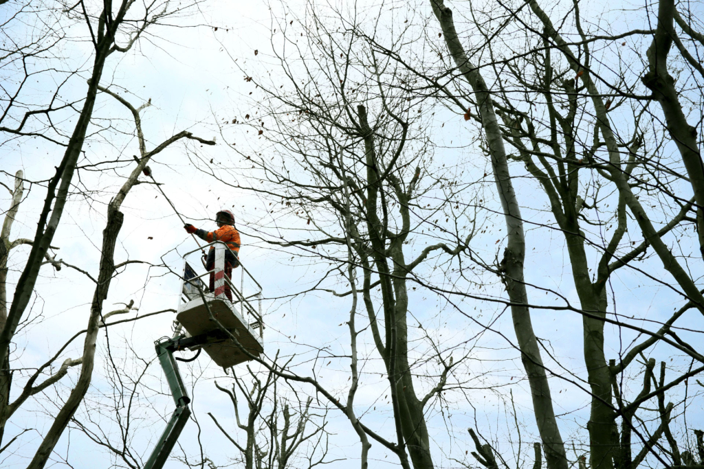Person schneidet Bäume auf Hubsteiger mit Akku-Kettensäge am Stiel
