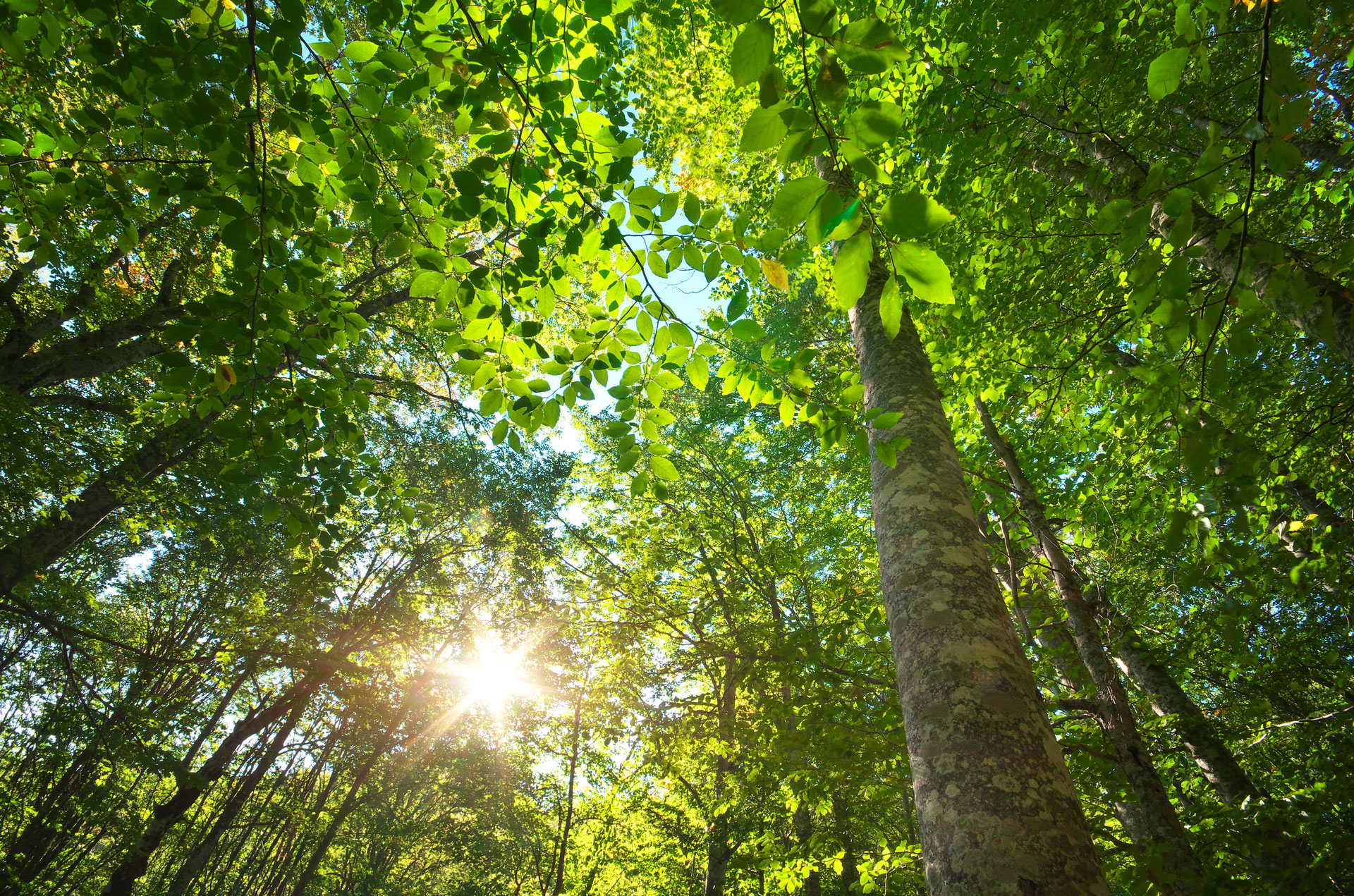 Der Blick geht an Bäumen nach oben durch grünes Blätterdach und die Sonne strahlt hindurch.