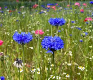 Auf einer bunten Wildblumenwiese sieht man im Vordergrund blaue Kornblumen.