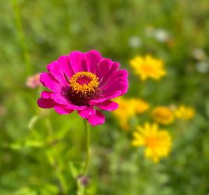 Auf einer bunten Wildblumenwiese sieht man im Vordergrund eine pinkfarbene Zinnie.