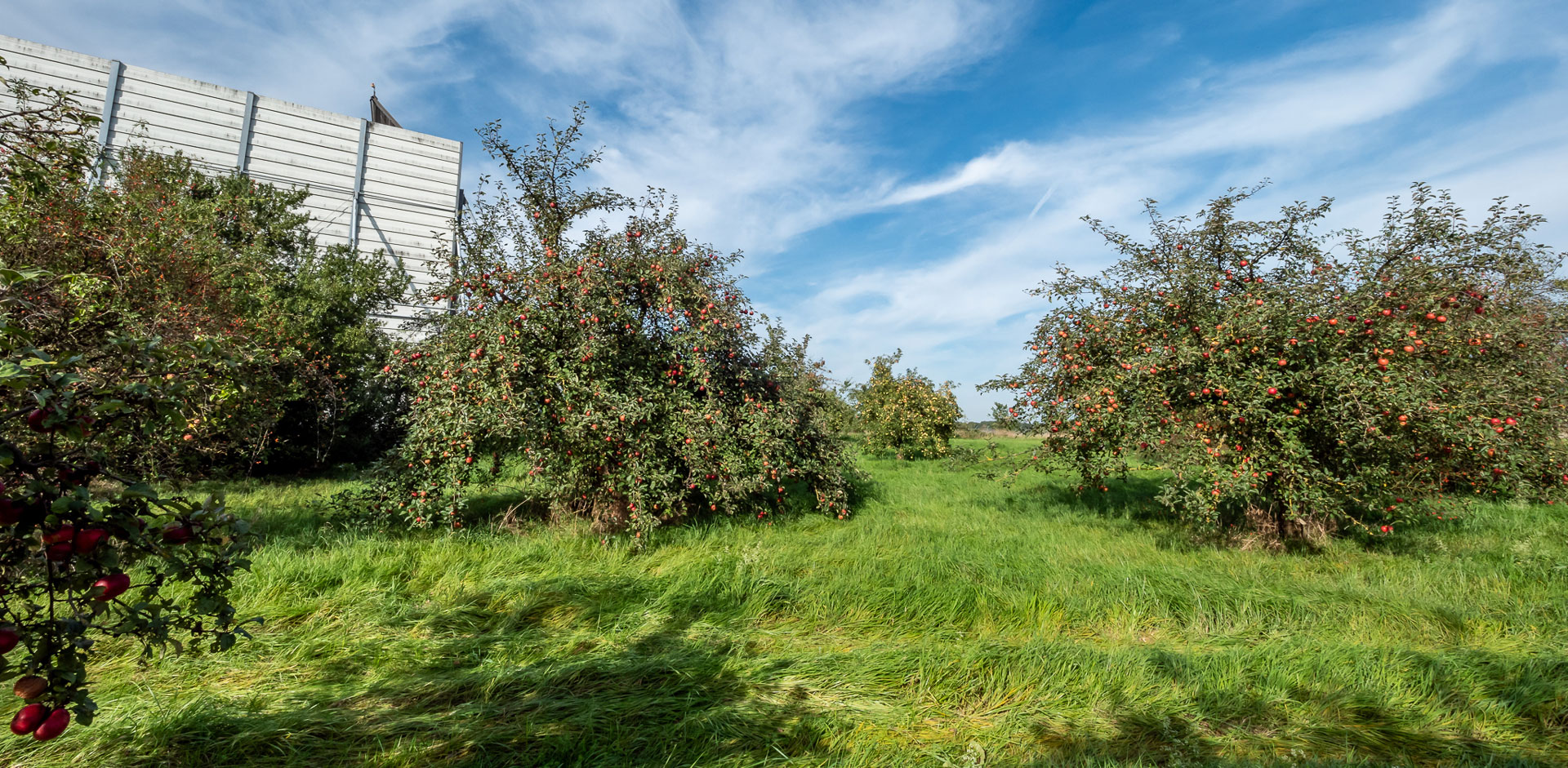 Auf einer Streuobstwiese sind reich tragende Apfel- und Birnenbäume zu sehen. Im linken Hintergrund erkennt man einen Teil der Lärmdämpfungsanlage.