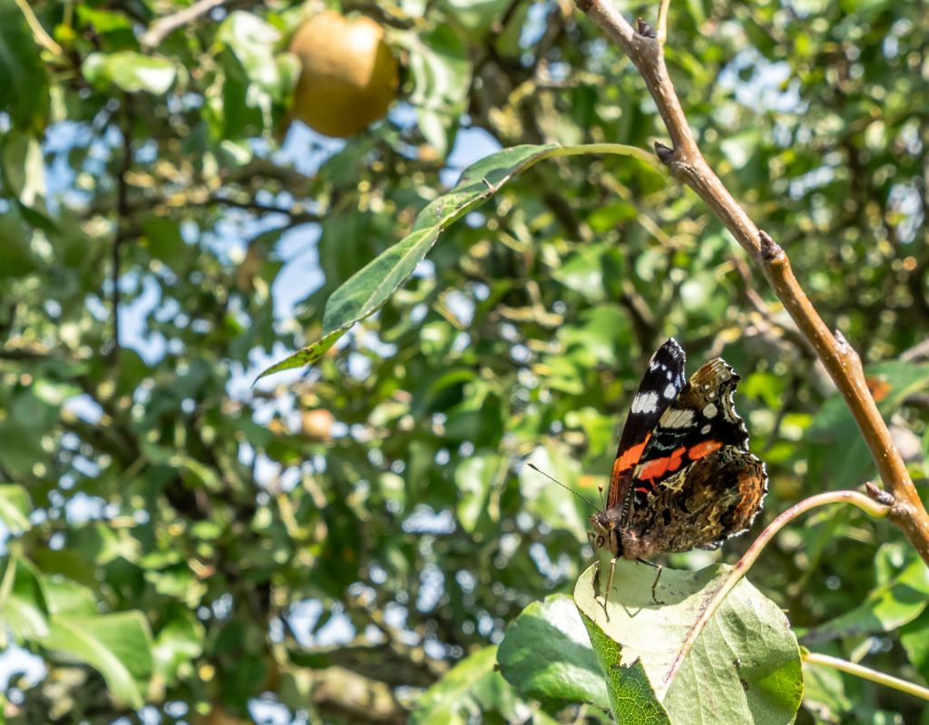 Ein Schmetterling (Admiral) sitzt auf dem Blatt eines Birnbaumes.