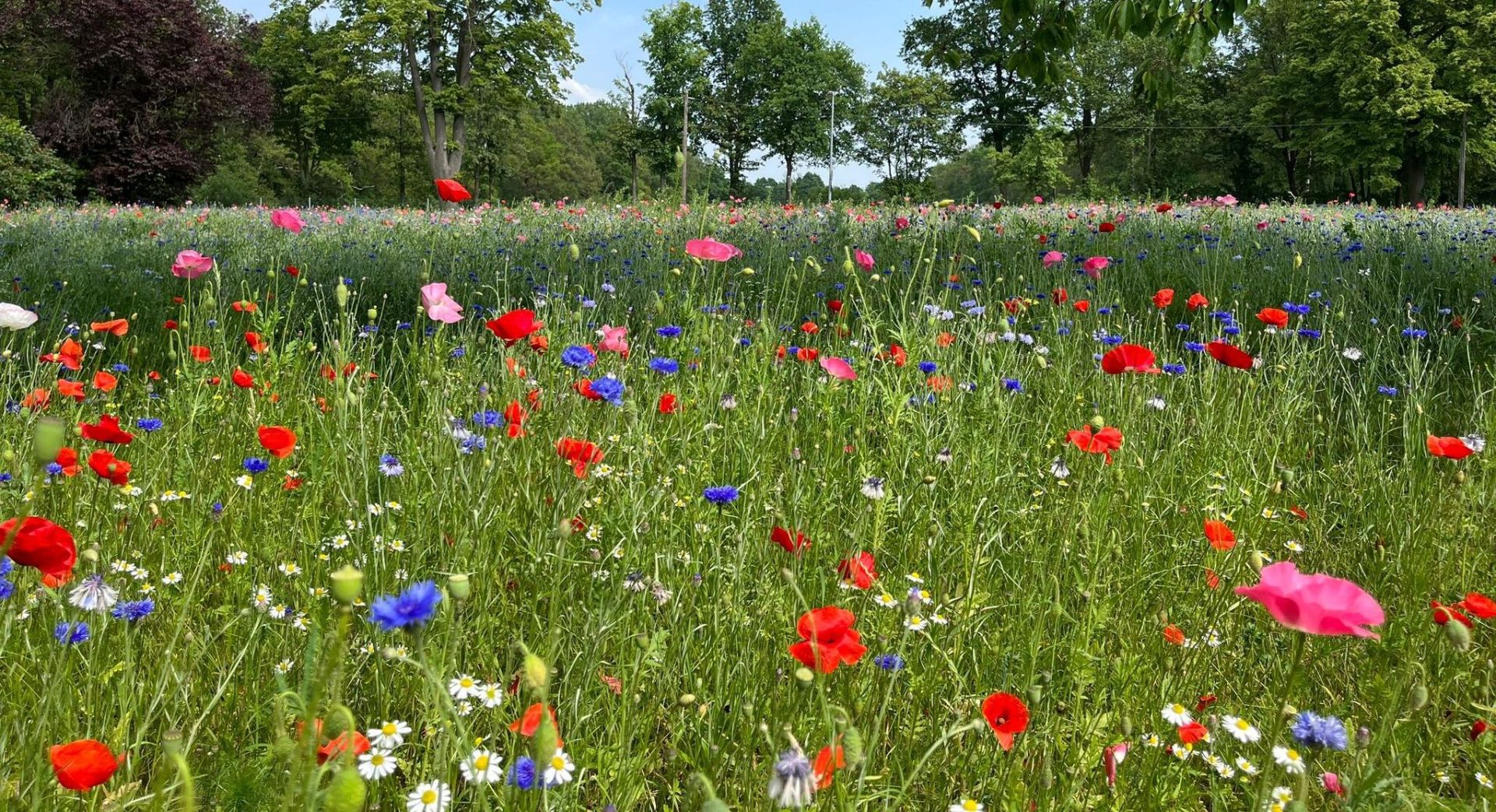 Auf einer Wildblumenwiese in der Nähe des Flughafens blühen verschiedenste Wildblumen und Wildkräuter in unterschiedlichsten Farben.