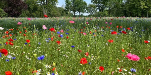 Auf einer Wildblumenwiese in der Nähe des Flughafens blühen verschiedenste Wildblumen und Wildkräuter in unterschiedlichsten Farben.