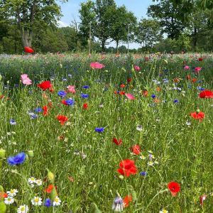 Auf einer Wildblumenwiese in der Nähe des Flughafens blühen verschiedenste Wildblumen und Wildkräuter in unterschiedlichsten Farben.