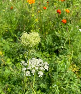 Auf einer bunten Wildblumenwiese sieht man im Vordergrund eine Wilde Möhre (Wildkräuter).