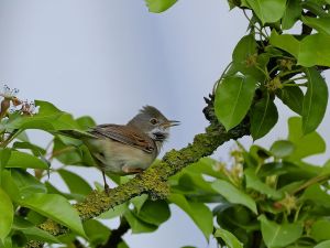 Eine Dorngrasmücke (Vogel) sitzt auf einem Ast eines Obstbaumes.