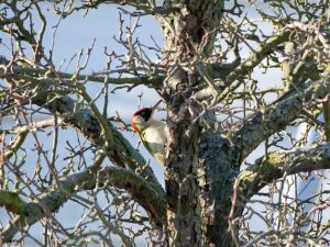 Ein Grünspecht sitzt am Baumstamm und sucht unter der Baumrinde nach Insekten.