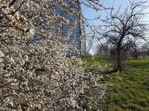 Blühender Pflaumenbaum im Frühling direkt vor der Lärmdämpfungsanlage.