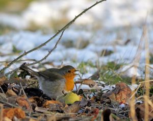 Ein Rotkehlchen sitzt im Winter unter den Bäumen und pickt in einen Apfel, der am Boden liegt.