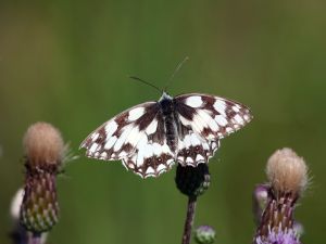 Ein Schmetterling (Schachbrett) sitzt auf einer Distel.