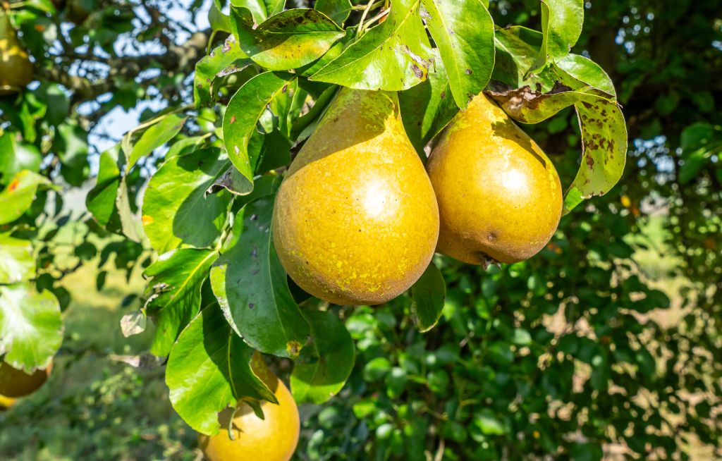 Reife Birnen hängen an den Ästen eines Birnbaumes.