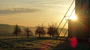 Die Streuobstwiese zu sehen in der Morgendämmerung.